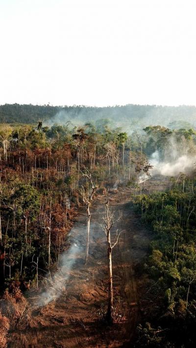 Photo 2. Ce producteur a dû former à la hâte un grand pare-feu à la lisière du bois pour empêcher les flammes de s'y propager et de toucher les voisins. En affrontant les flammes sans l'équipement approprié, les éleveurs se mettent en danger.